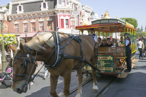 Disneyland cast member Jim guides a horse on Disneyland's Horse Trolley line on Main Street U.S.A.