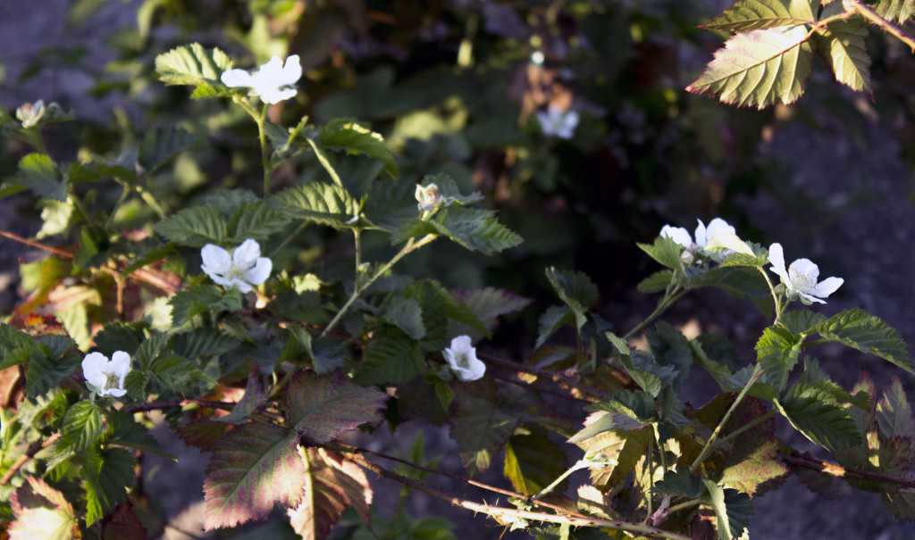 Those white flowers on the boysenberry vine are future berries.